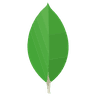 MongoDB icon
